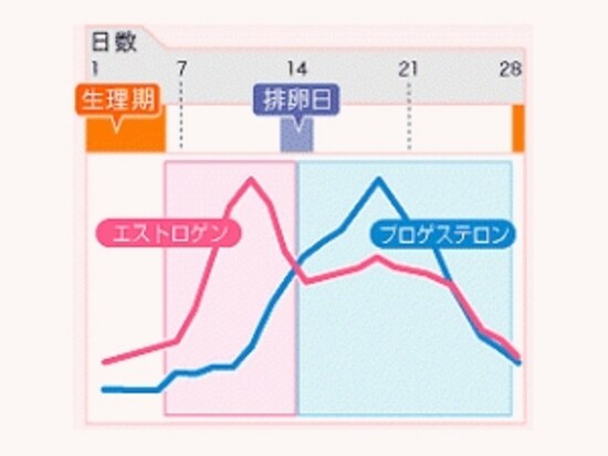 2つの女性ホルモン