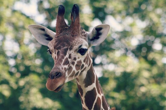 おもしろい表情や行動を見つけて