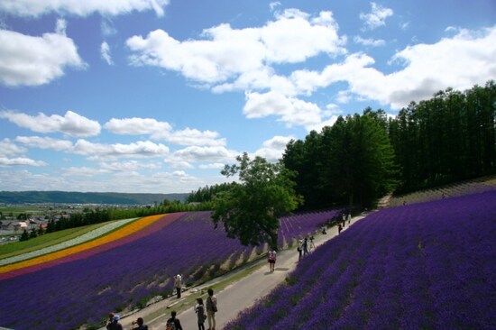 ファーム富田