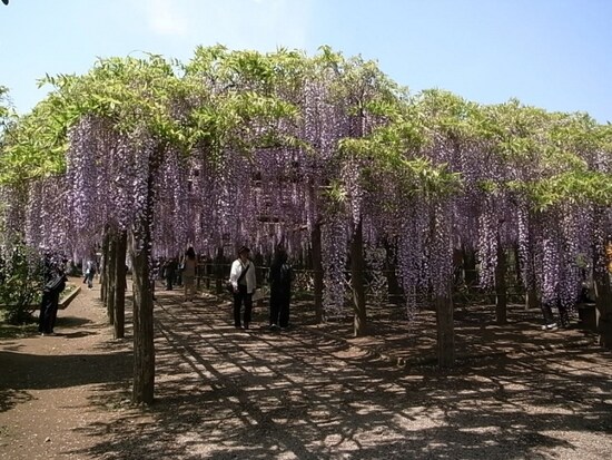 藤の牛島 藤花園
