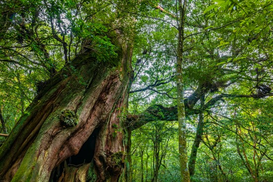 植物の薬理効果を使って、体の不調を整えたり、治癒力を上げていく植物療法