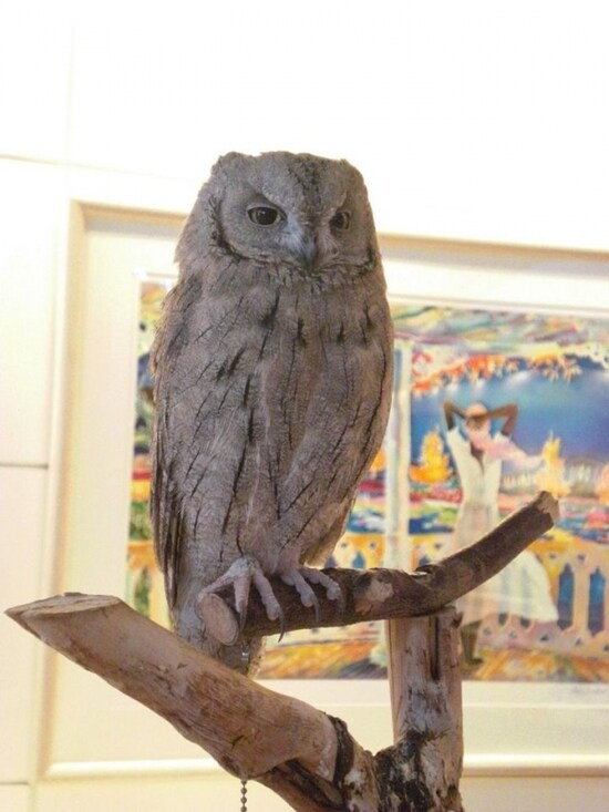 「ザ・ビーチタワー沖縄」のふくろう