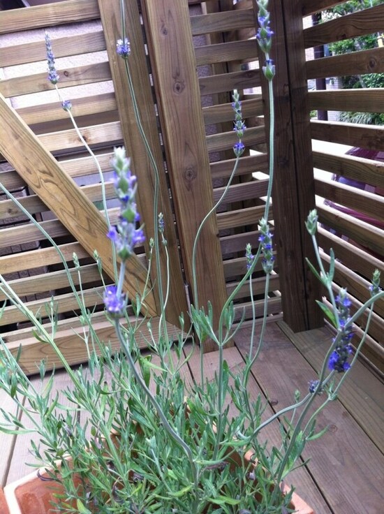 昔から薬用として重宝されていた植物ラベンダー