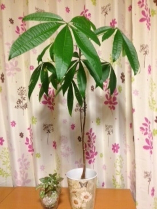 ダイソーの観葉植物