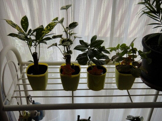 100均の観葉植物