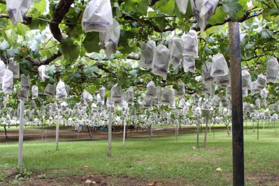 愛知県岡崎でぶどう狩り