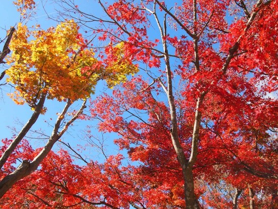 なんとも言えぬ赤や黄色の葉美しい