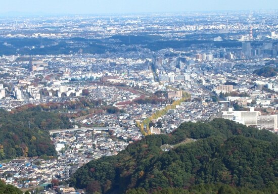 黄金の帯となっている銀杏並木