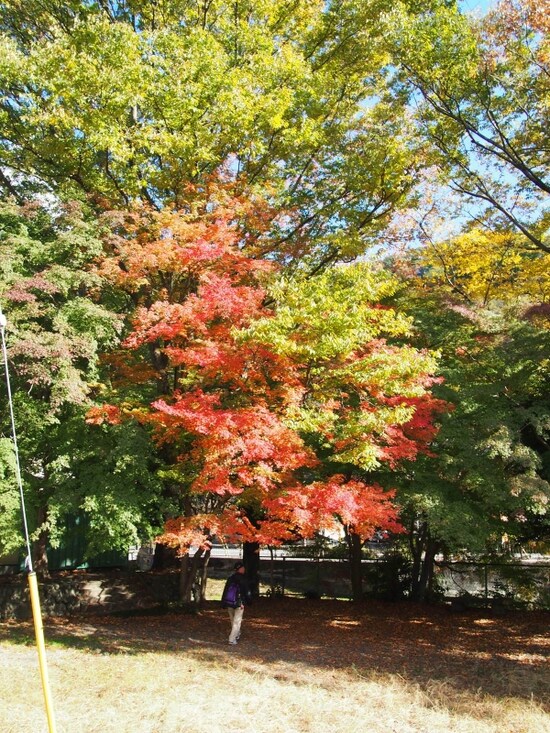 色づいているところとそうでないところがあってこれもいいかんじだ