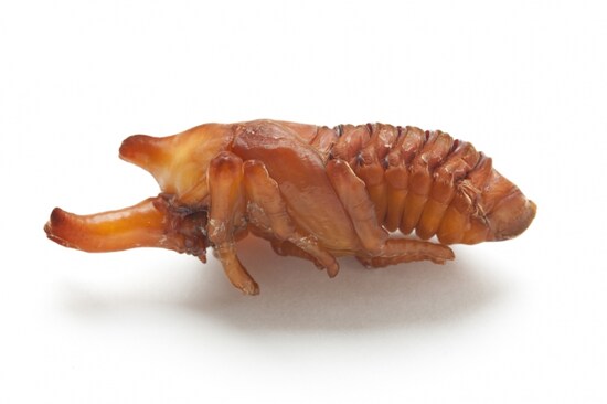 見た目と違って、実は結構動くカブトムシのサナギ