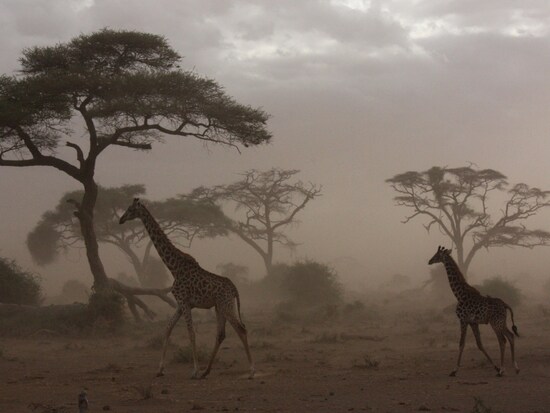 sandstorm