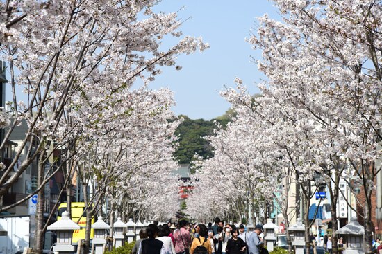 植え替え後の段葛(2018年3月29日撮影)