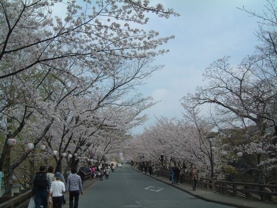熊本城の桜（2）