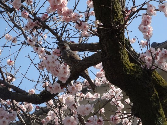 鳥が枝に止まっている