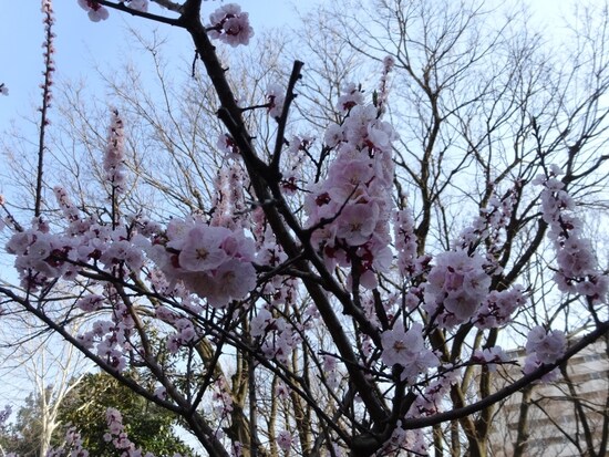 撮影したのは3月24日
