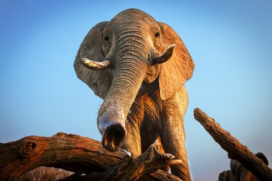 『ネイチャー』