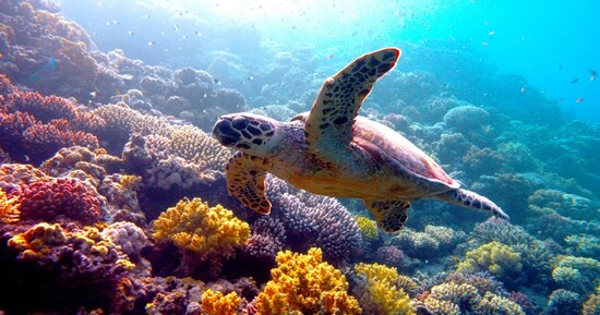 『ネイチャー』