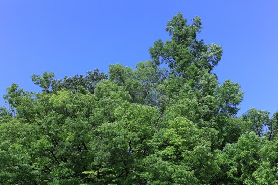 青い空、鮮やかな緑