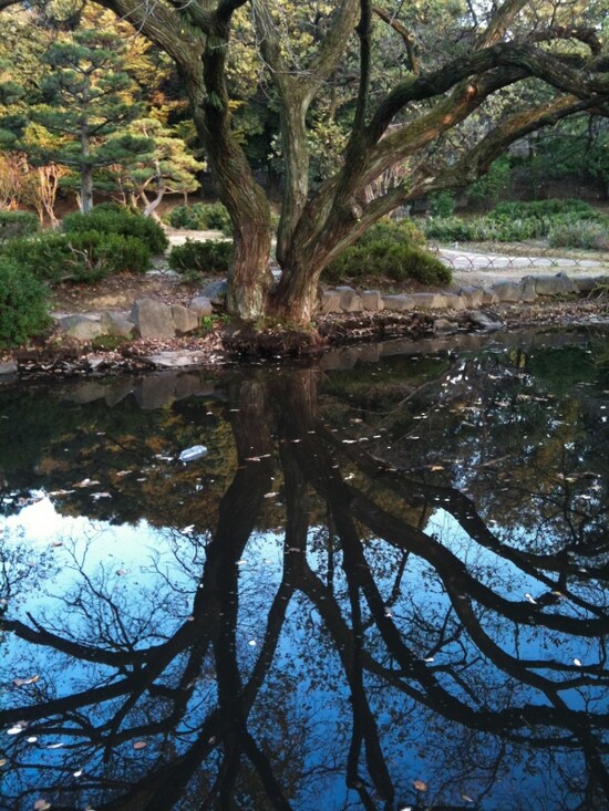 池に反射した木
