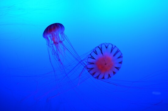 優雅に泳ぐアカクラゲ