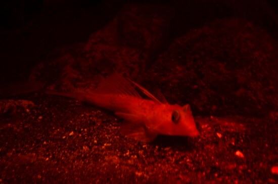 赤い光で照明された深海魚