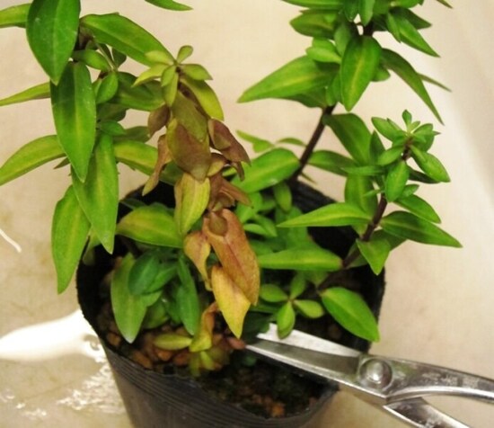 傷んだ葉や茎を元から切る