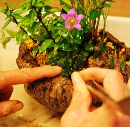 苔はりはピンセットを使って