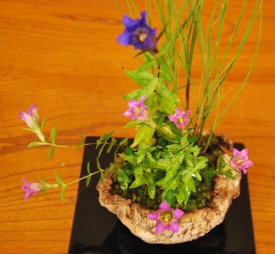 可憐な野の花