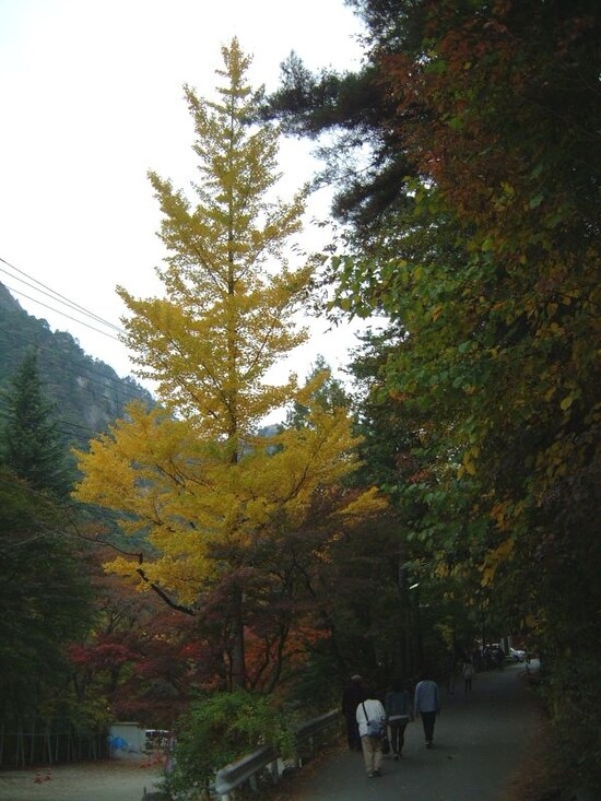 昇仙峡の紅葉・黄葉（2）