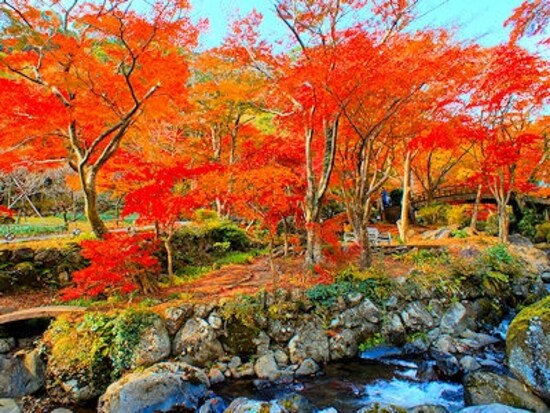 紅葉の熱海梅園