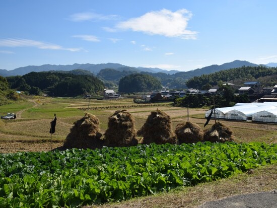 飛鳥の田園風景の中を自転車で走りましょう！