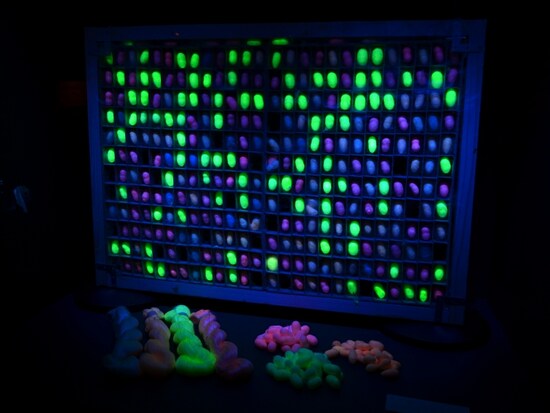 光る繭（まゆ）と絹糸