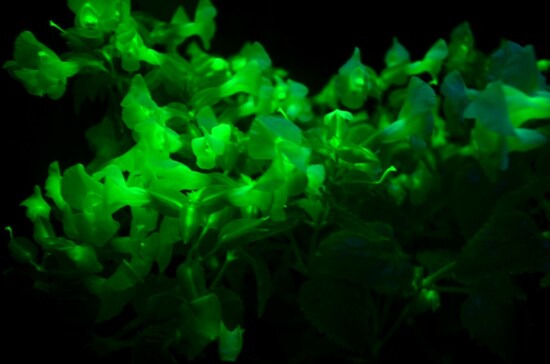 世界初公開　発光するトレニア