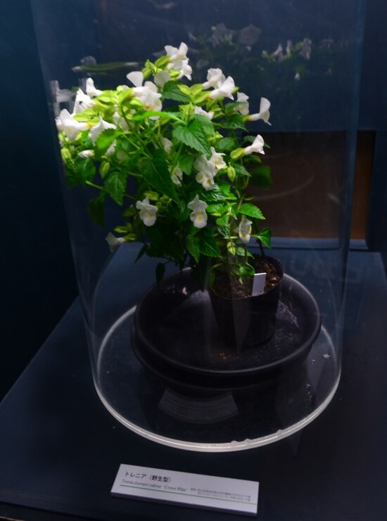 トレニア（夏スミレ）