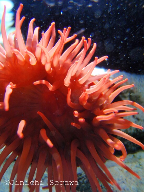 ガラス越しに撮影