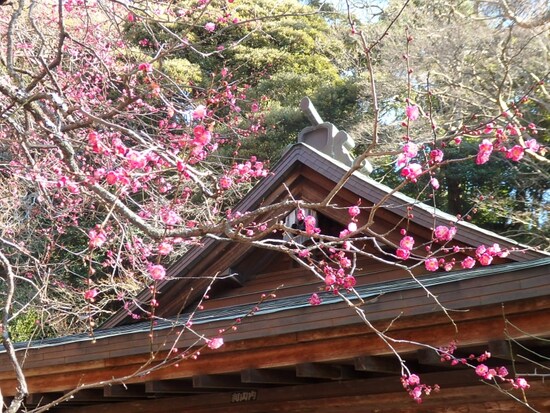 荏柄天神社の紅梅