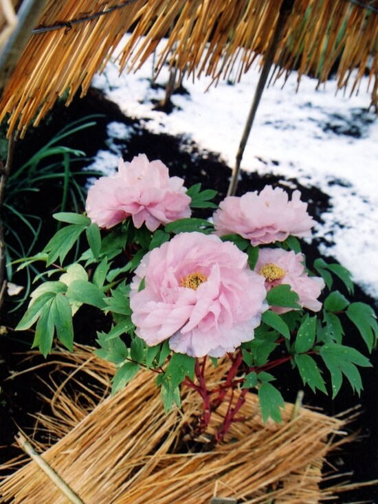 冬ぼたんの花