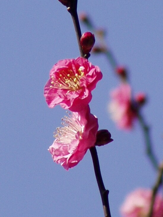 寒紅梅の花