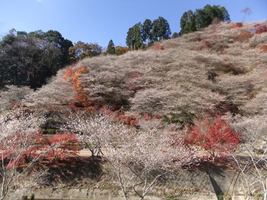 小原の四季桜（1）／川見四季桜の里・紅葉と共に