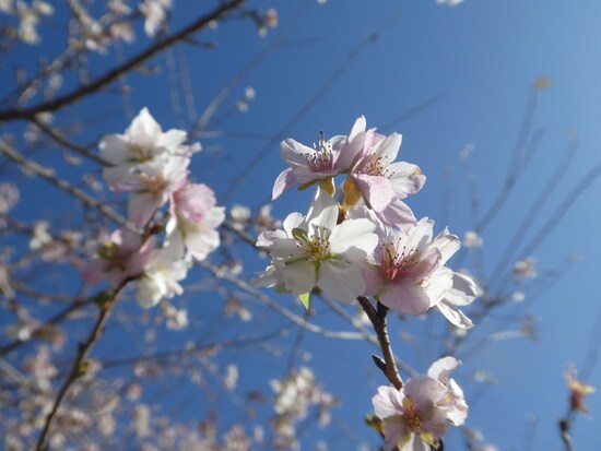 小原の四季桜（2）