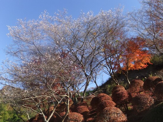小原の四季桜（4）／和紙のふるさと・紅葉と共に