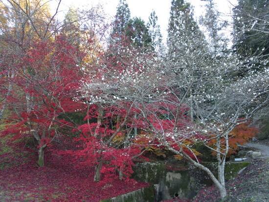 小原の四季桜（5）／小原ふれあい公園・紅葉と共に