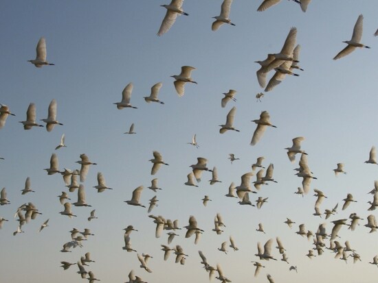birds
