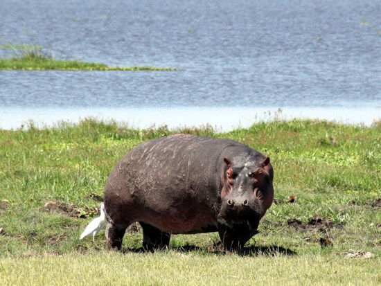 hippo