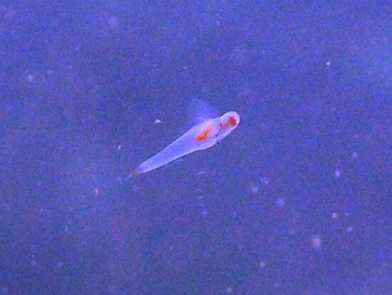 流氷ダイビング,流氷,クリオネ