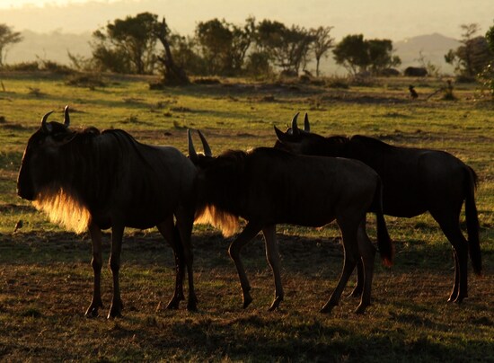 wildebeeste