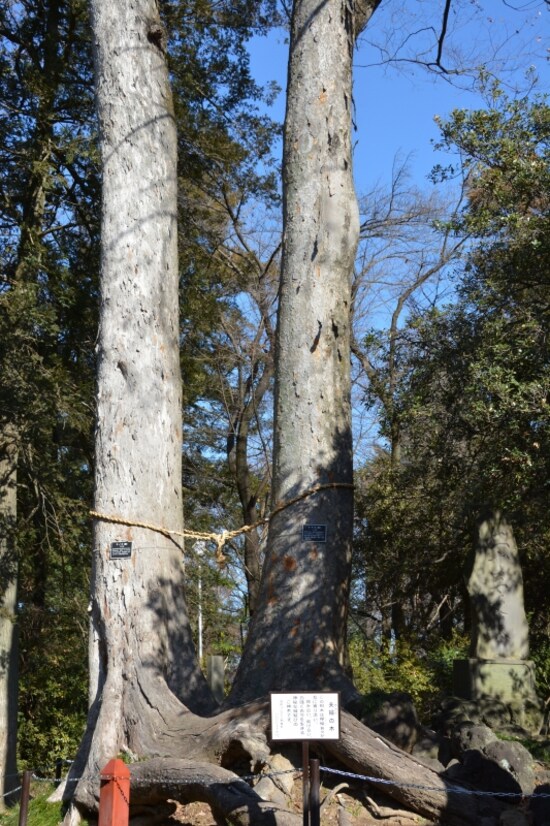 互いに寄り添い恋愛成就のパワーを放つ夫婦の木