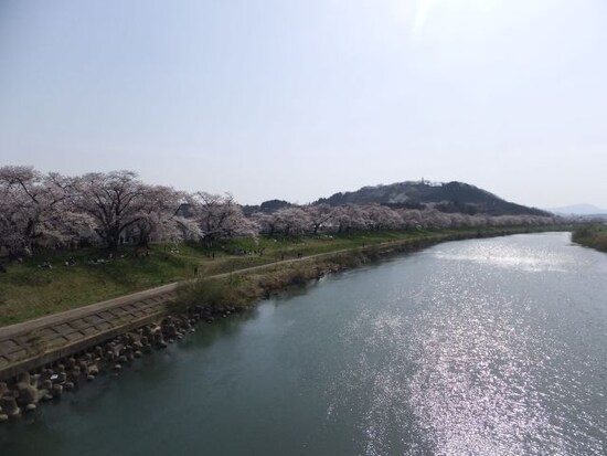 白石川堤一目千本桜（5）