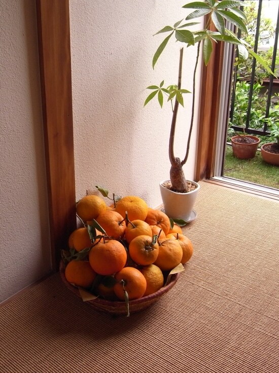 庭でとれたみかん