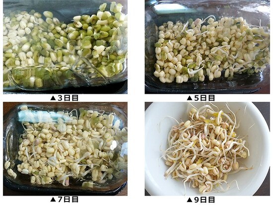 マッペの発芽の様子